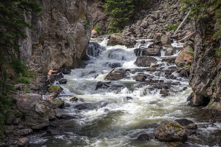 fly fishing yellowstone national park
