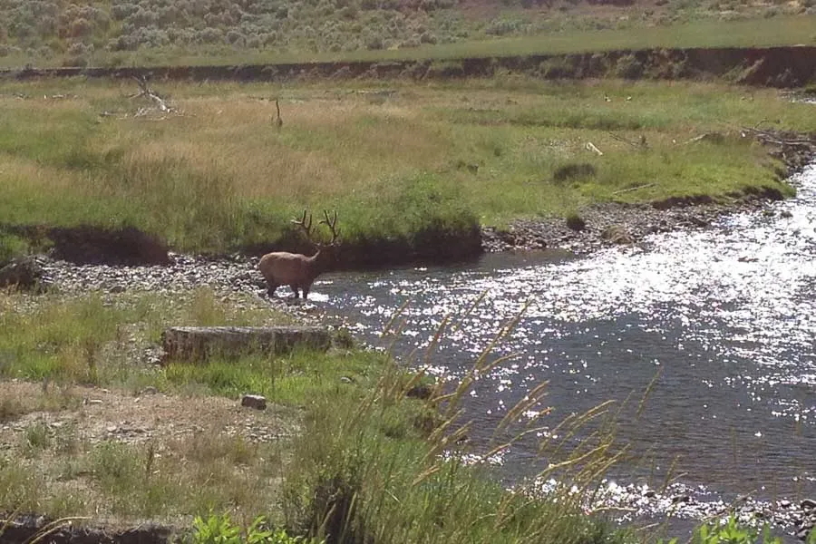 gardner river fly fishing