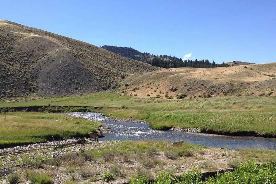 gardner river trout fishing