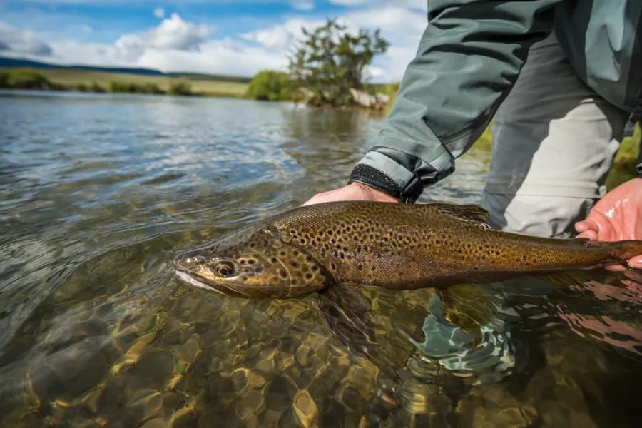big brown