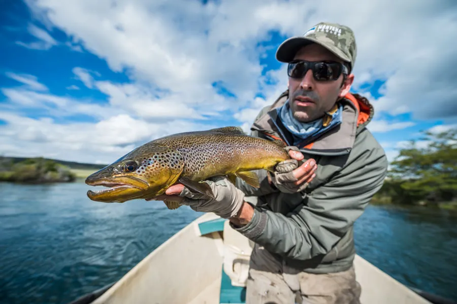 brown trout