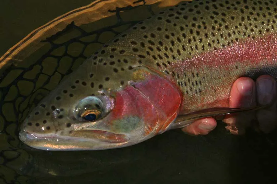 fly fishing for trout in montana