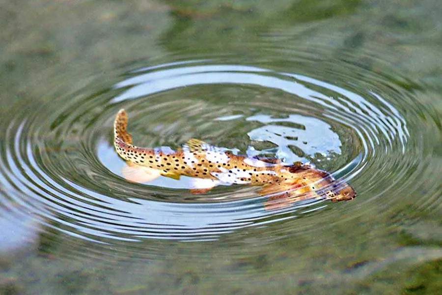 creek trout