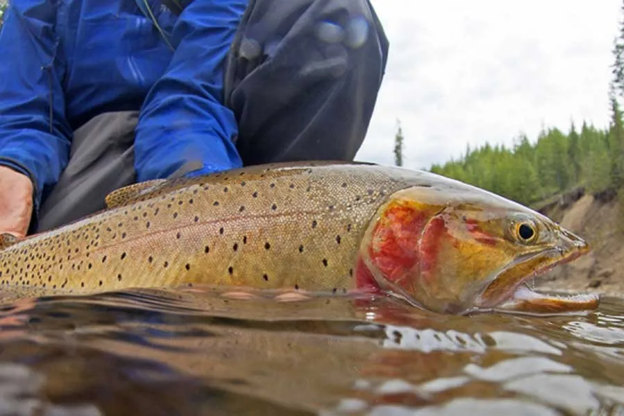trout fishing montana