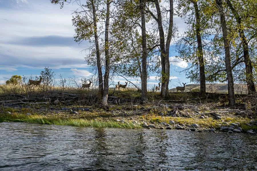 Montana Fly Fishing