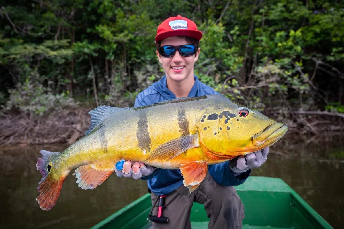 Brazil Peacock Bass Double digit peacock bass in Brazil