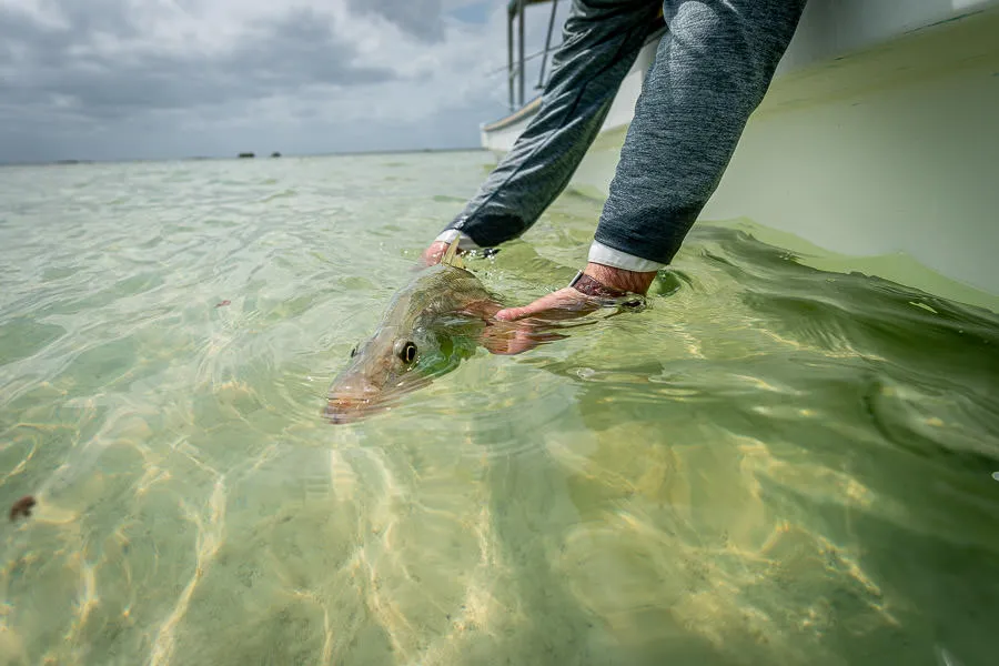 snook release