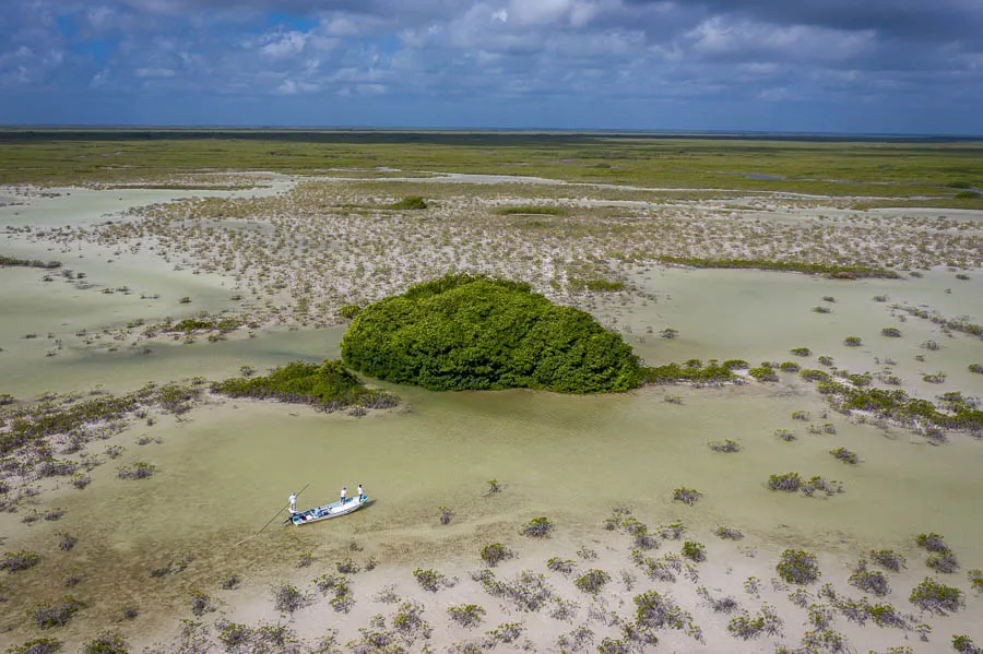 mangroves