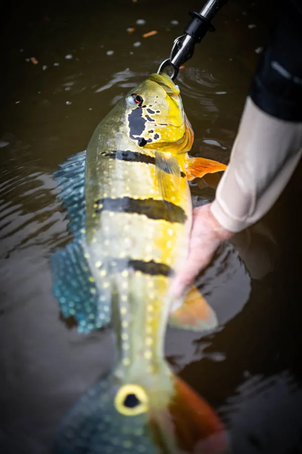 Bass