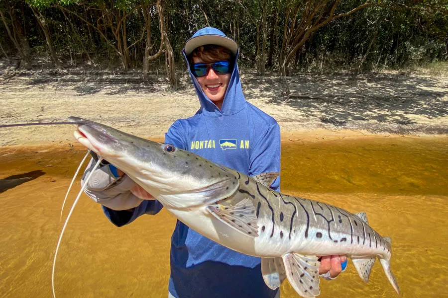 Amazon catfish