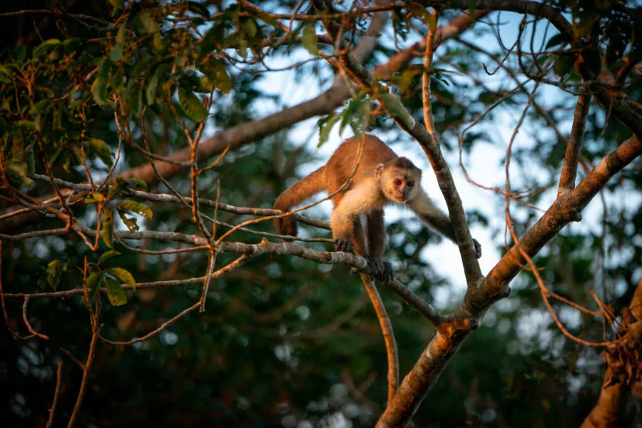 Capuchin monkey