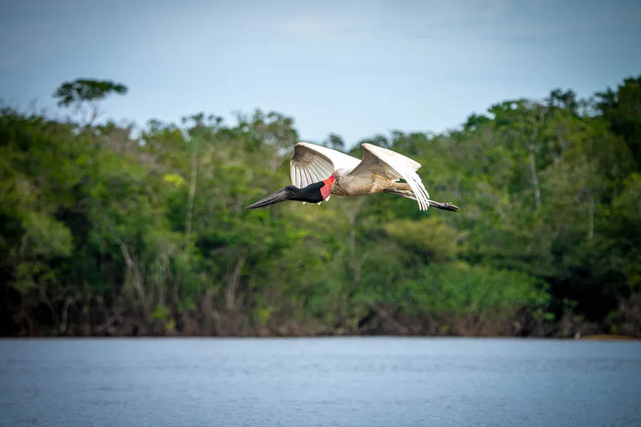 stork in flight