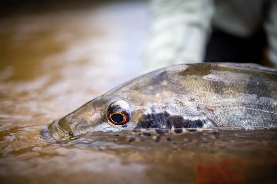 fly fishing amazon