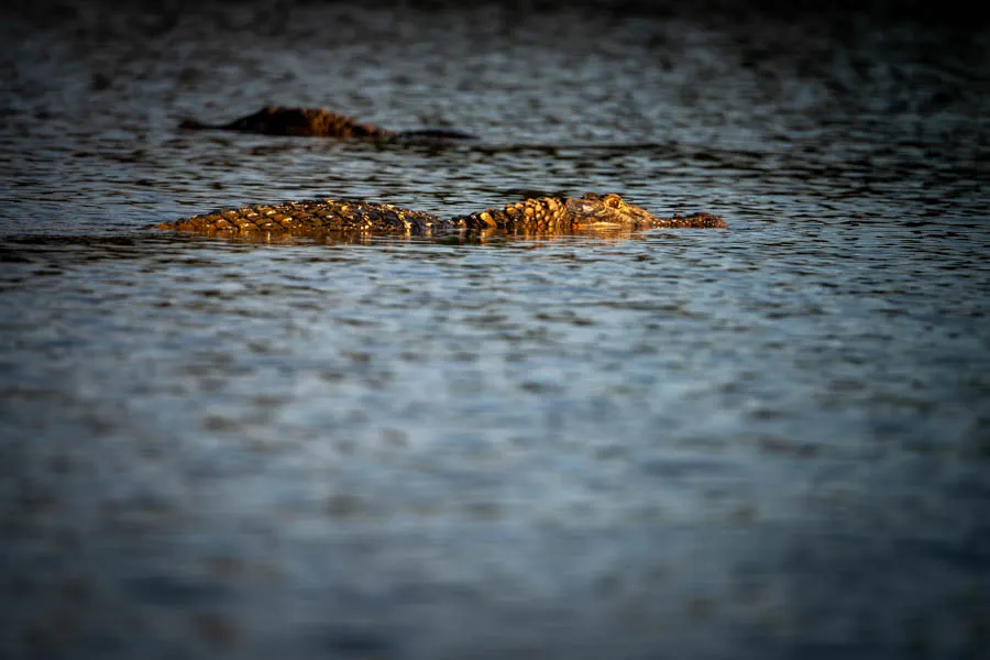 Caiman
