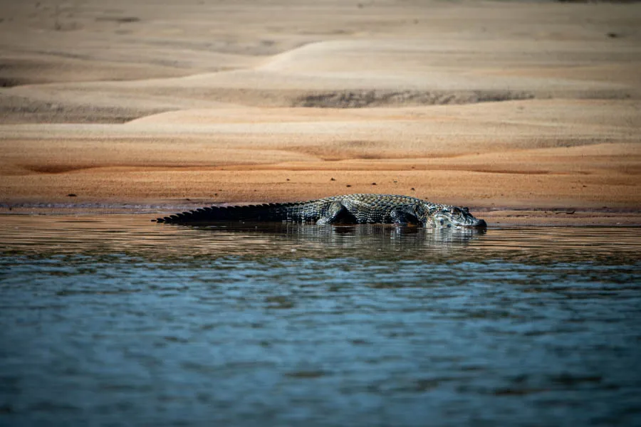 caiman