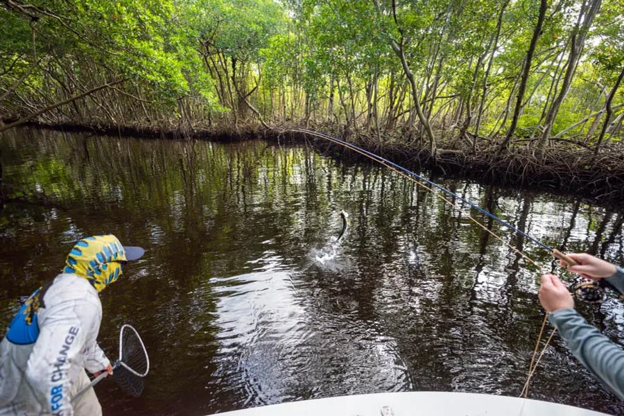 tarpon mangroves