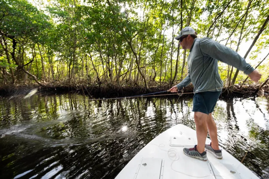 mangroves
