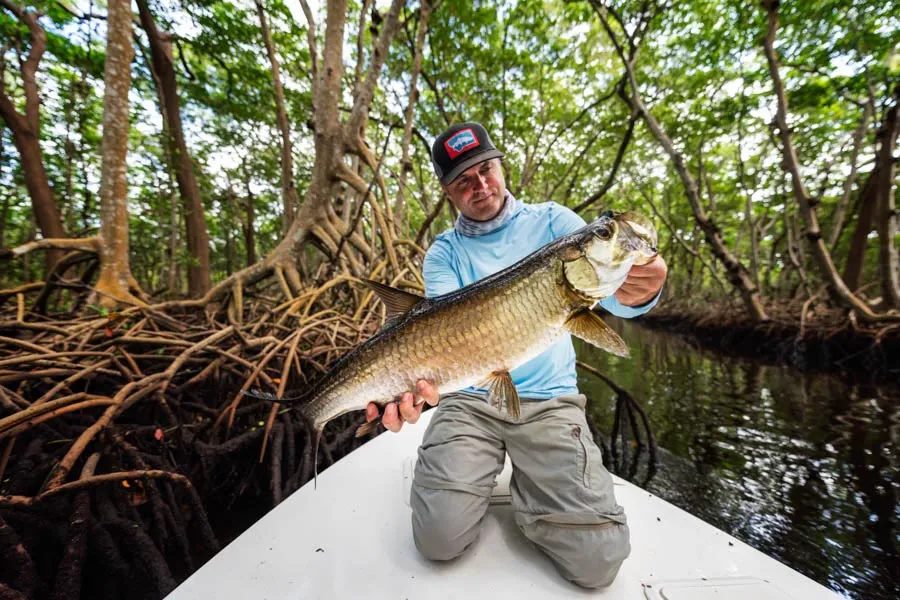 tarpon in mangroves