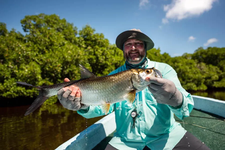 tarpon