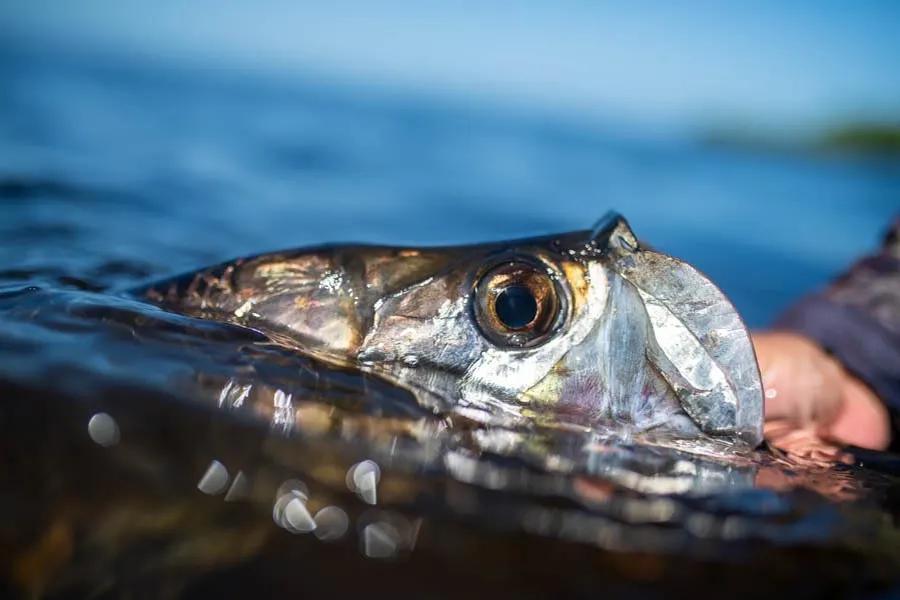 Campeche tarpon