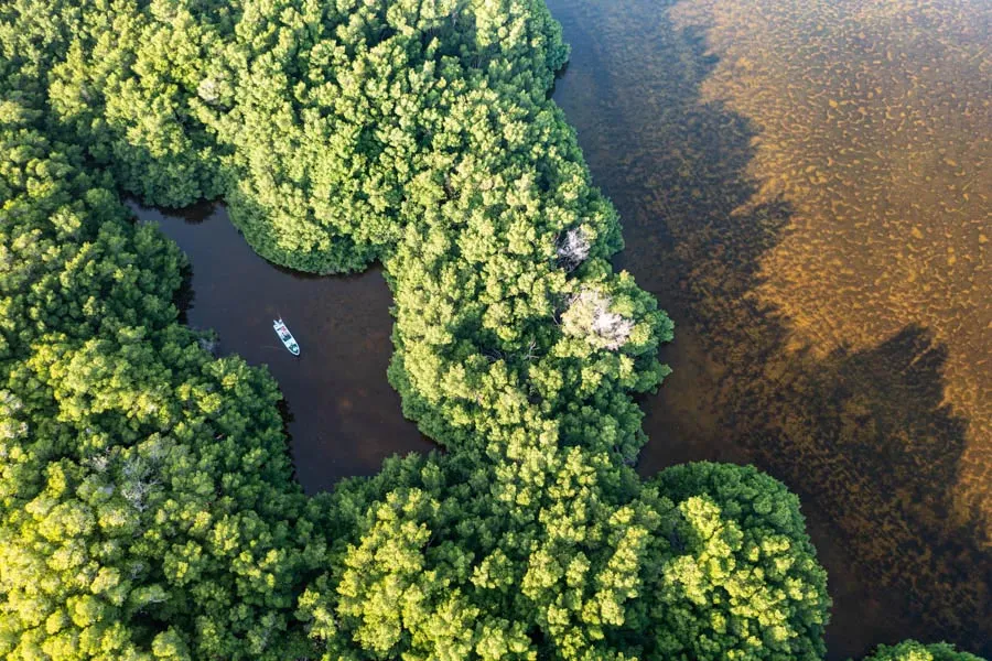 mangrove casting