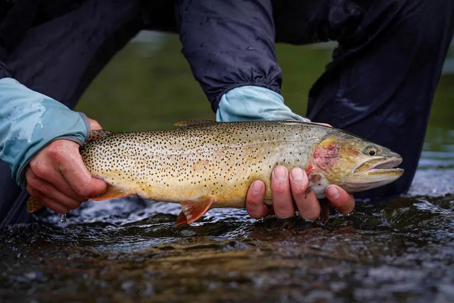 A Snake River fine-spotted cutthroat trout Yellowstone National Park is a reservoir for native Snake River fine-spotted and Yellowstone cutthroat trout