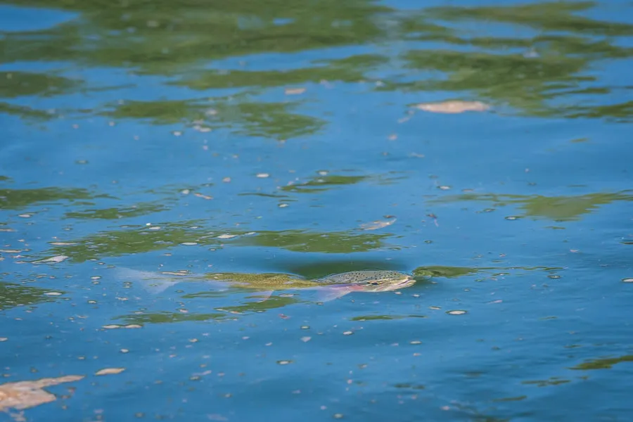 Rising Trout