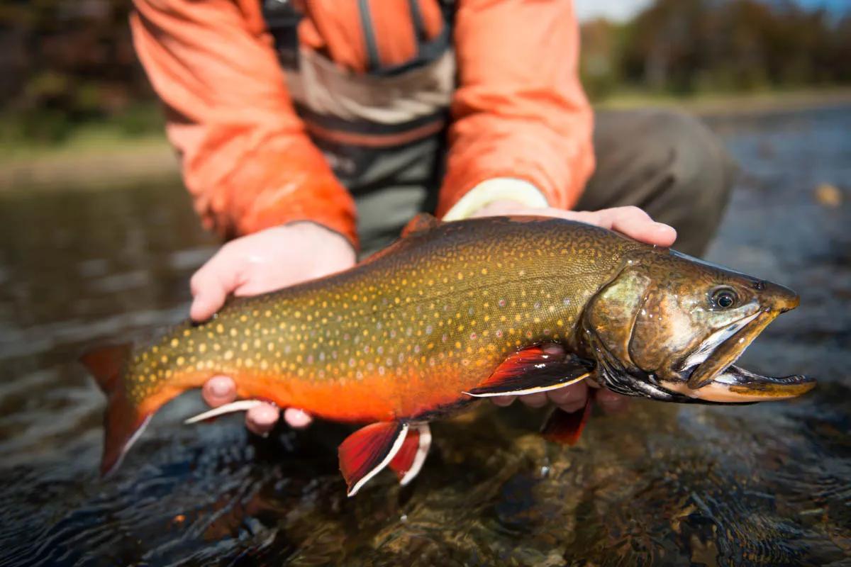 Brook trout move into the Río Corcovado in the fall and can be targeted in the numerous named pools below the mouth of Lago Vintter