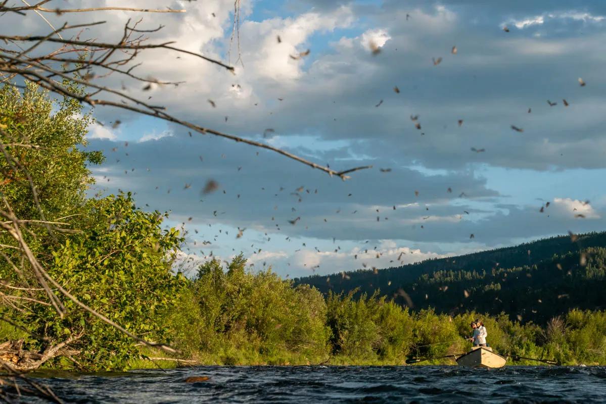 May fly fishing on the Madison River May fly fishing on the Madison River