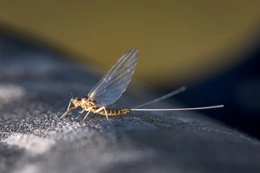 May Fly