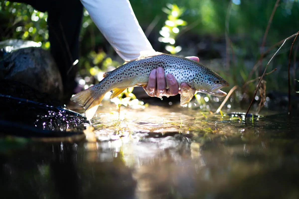 September fly fishing on the Boulder River Walk and wade fishing is the name of the game on the Boulder River in September
