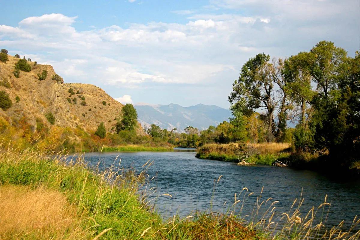 Grasshoppers and terrestrials become increasingly important food sources for trout on the East Gallatin River during the month of August