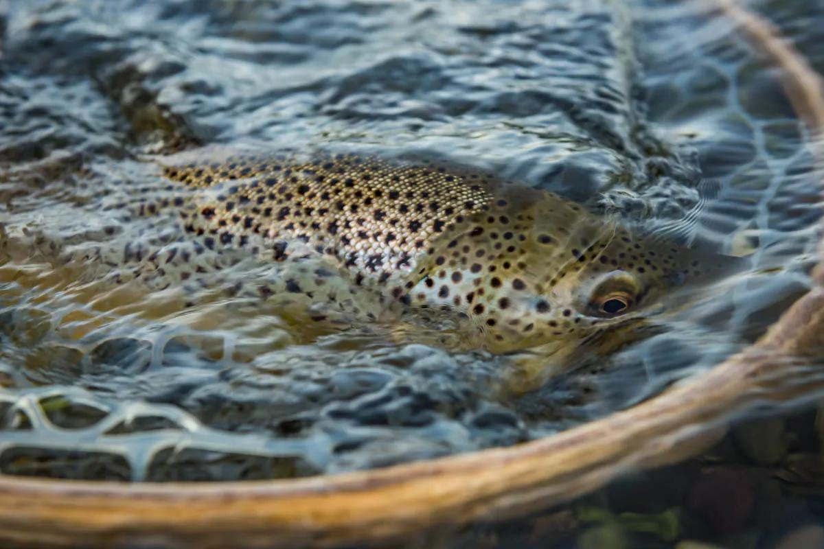 October fly fishing on the Missouri River Anglers after trophy brown trout find a few each year on the Missouri River below Hauser Dam at the aptly named Land of the Giants