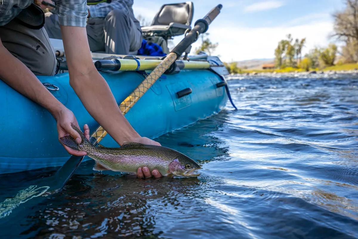 Rainbow trout on the Stillwater River begin to key in on grasshoppers and other terrestrial insects in August