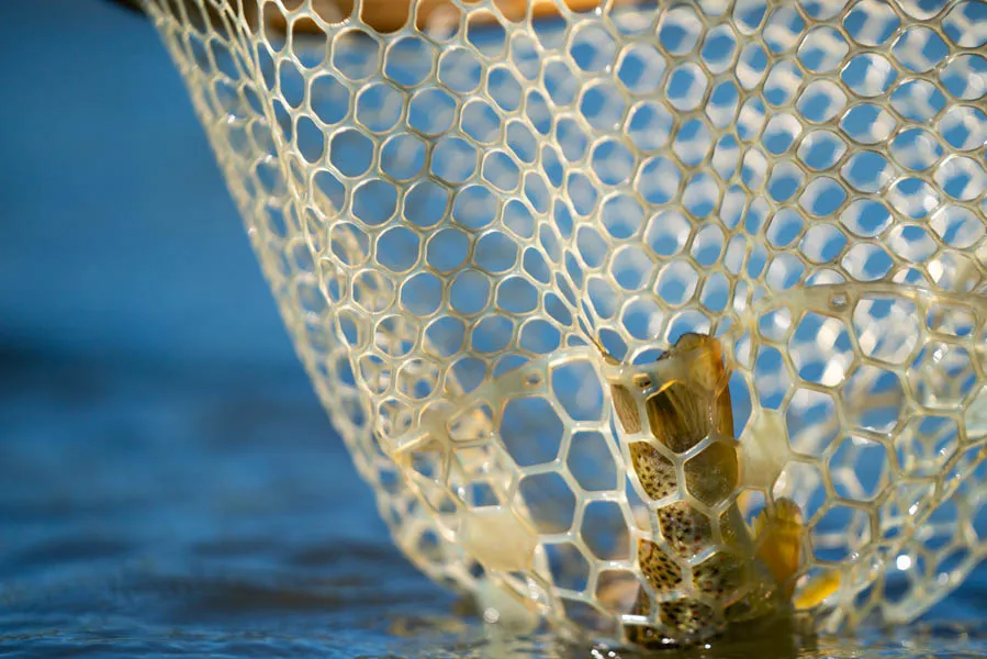 Bottom of the net