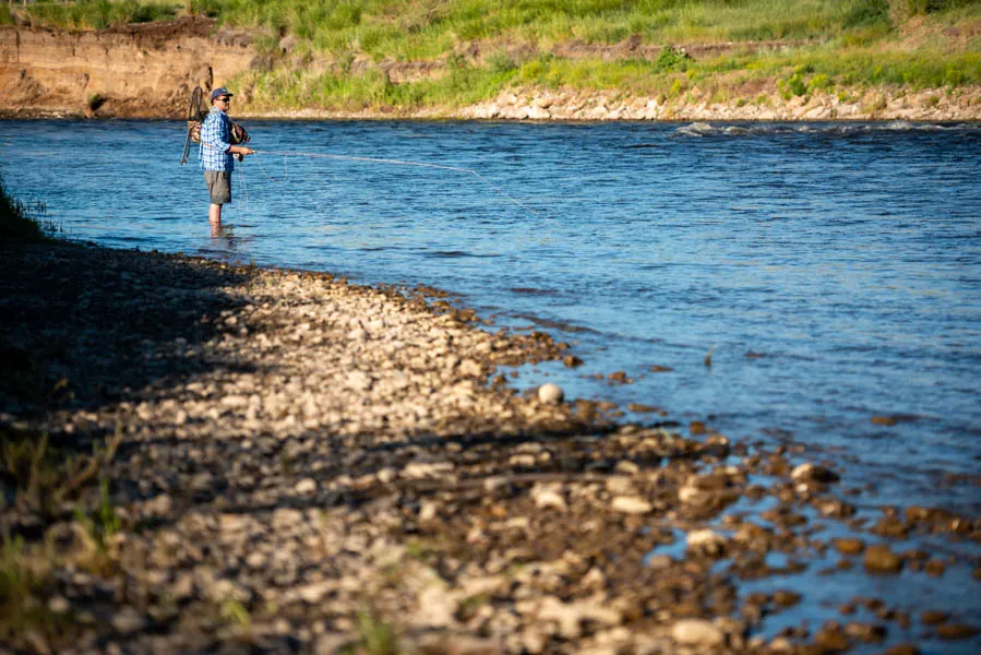 Fish riffles below the surface to pick up some of the Jefferson's larger trout