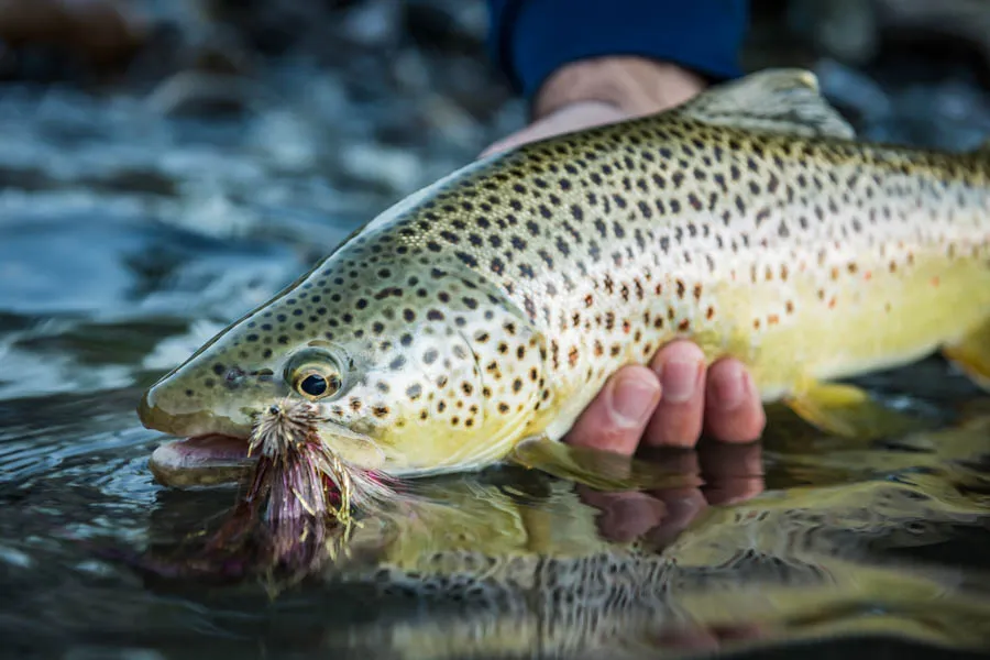 Yellowstone River brown trout