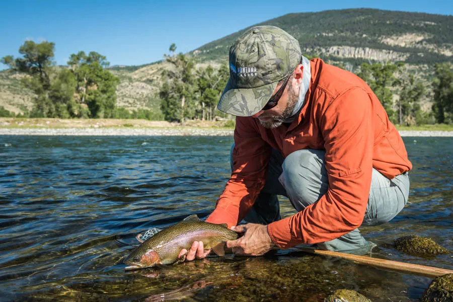 An angler releases a Yellowstone River rainbow trout