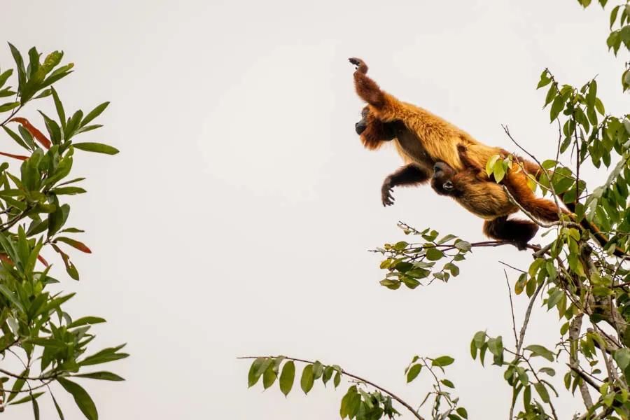 A red howler monkey leaps from tree to tree while her baby holds on tight!