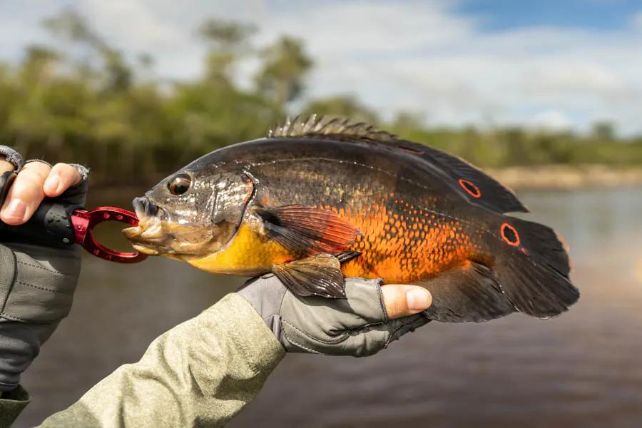 HOME - Panama Canal Fishing