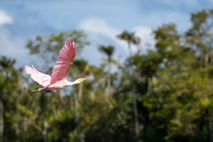 A roseate spoonbill takes to flight. Bird life is incredible along the river.