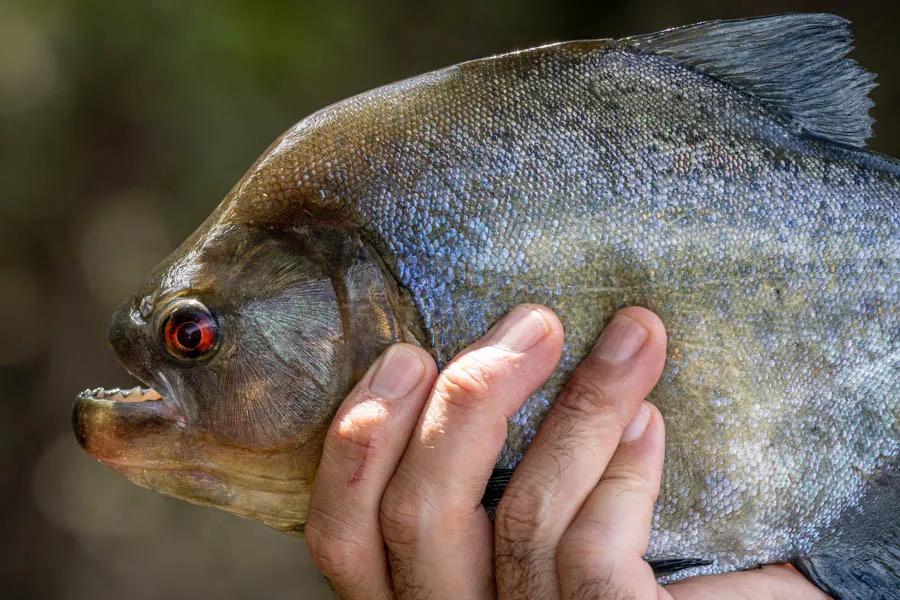 We caught 3 species of piranha during the week. Sometimes intentionally with a handline for entertainment and often by accident. These aggressive fish can give your expensive deceiver patterns a haircut with a quick snap of their jaws.