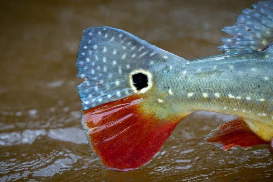 The "paca" color varient of the temensis species has a unique spotted coloration with a bright maroon lower tail marking. They tend to be a little more streamlined in this color varient and cruise in small, but aggressive hunting schools much like a pack of wolves