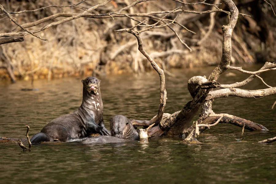 River Otters in Brazil The Giant Amazon River Otters are some of the best anglers on the river! They can often be heard crashing and splashing in the side channels while they hunt the smaller peacock bass.