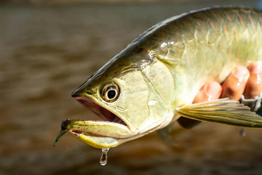 Arowana fishing in Brazil The arowana resemble small tarpon without a tail. These eel like fish average about 20-30" long and often cruise in small schools. They love to eat surface patterns like poppers and gurglers.