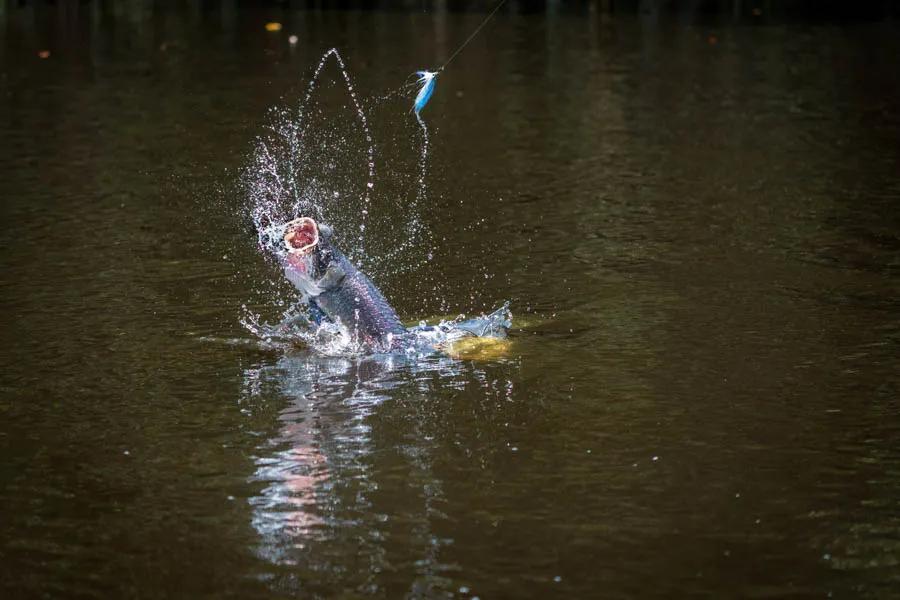 David Thompson captured this great photo of a "baby" arapaima throwing the fly. Arapaima frequently jump once hooked.