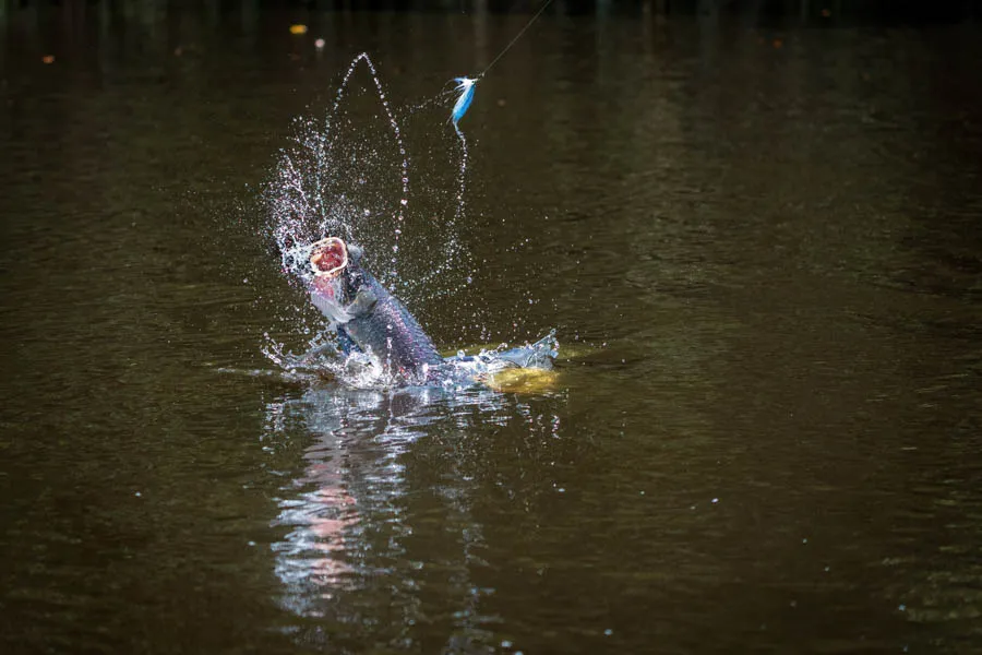 arapaima jumping