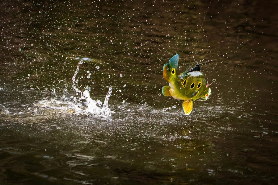 bass jumping