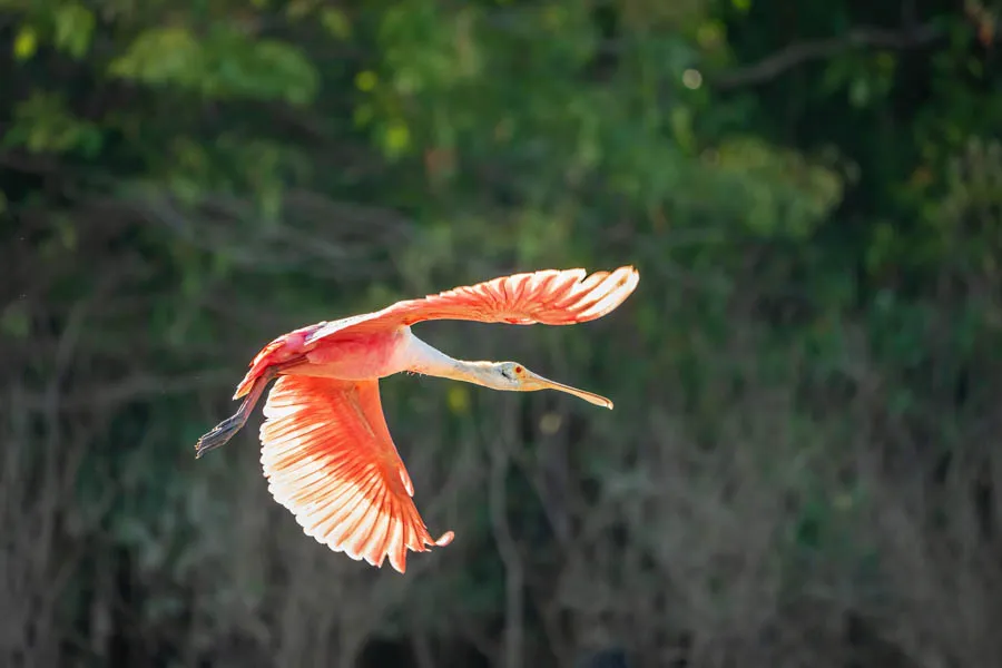 Spoonbill