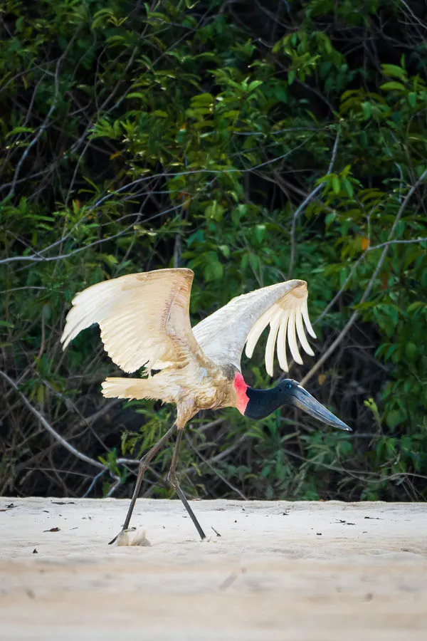 Stork